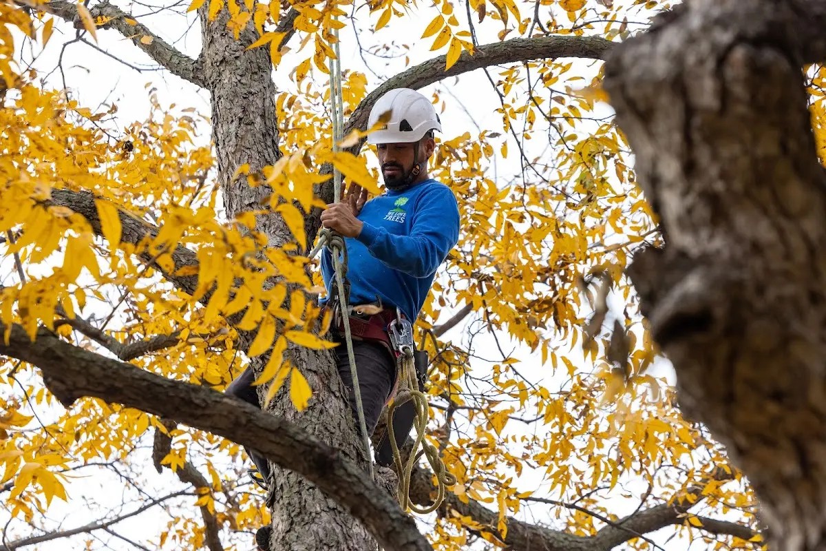 Skilled Storm Damage Cleanup crew working in Moapa